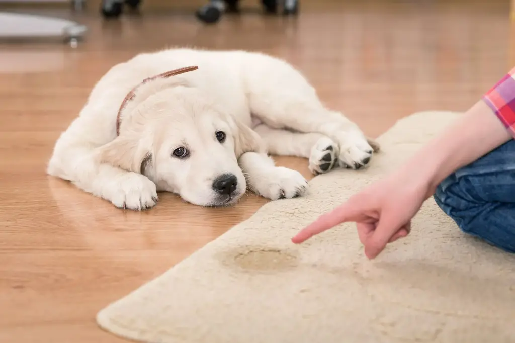 Potty Training your Dog, Young or Old